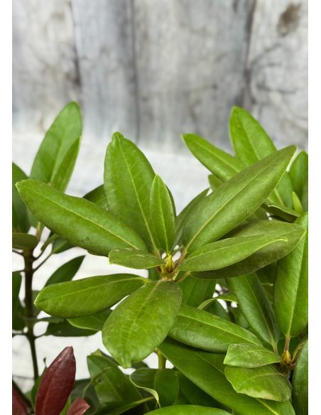 'Klínovec' - różanecznik wielkokwiatowy
Rhododendron hybridum 'Klínovec' 'Klínovec' - różanecznik wielkokwiatowy
Rhododendron hybridum 'Klínovec'