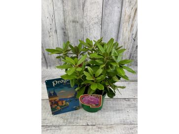 'Klínovec' - różanecznik wielkokwiatowy
Rhododendron hybridum 'Klínovec' 2