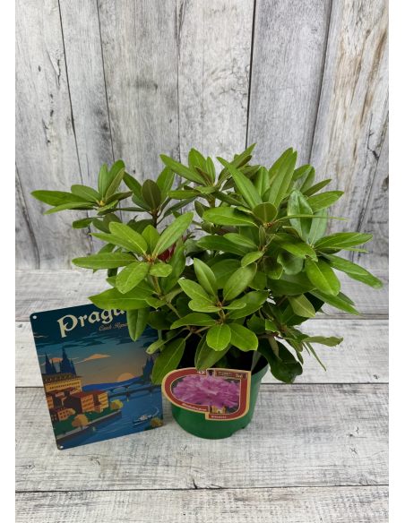 'Klínovec' - różanecznik wielkokwiatowy
Rhododendron hybridum 'Klínovec' 'Klínovec' - różanecznik wielkokwiatowy
Rhododendron hybridum 'Klínovec'