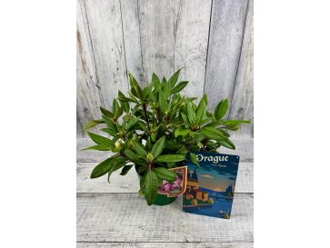'Kokořín' - różanecznik wielkokwiatowy
Rhododendron hybridum 'Kokořín' 2