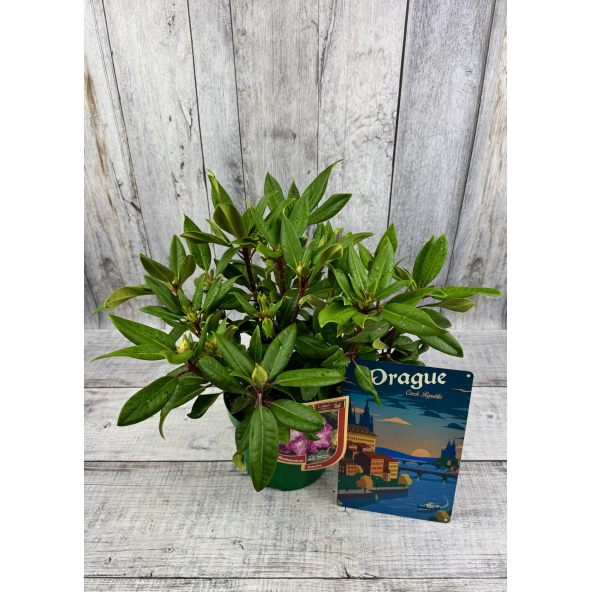 'Kokořín' - różanecznik wielkokwiatowy
Rhododendron hybridum 'Kokořín'