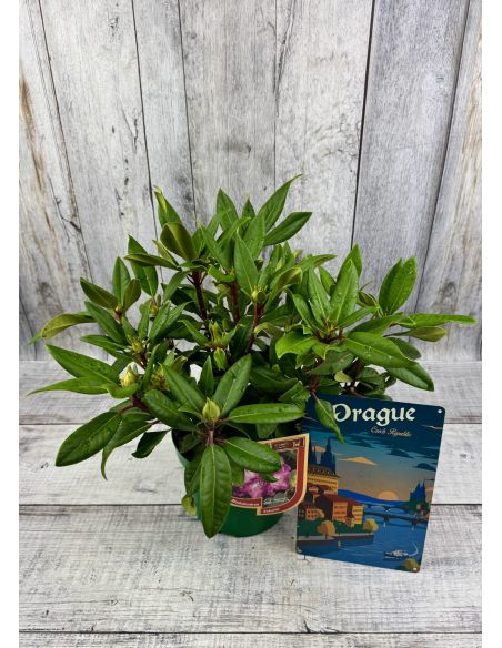 'Kokořín' - różanecznik wielkokwiatowy
Rhododendron hybridum 'Kokořín'