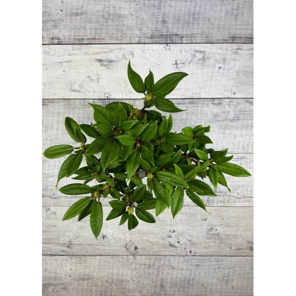 'Kokořín' - różanecznik wielkokwiatowy
Rhododendron hybridum 'Kokořín'