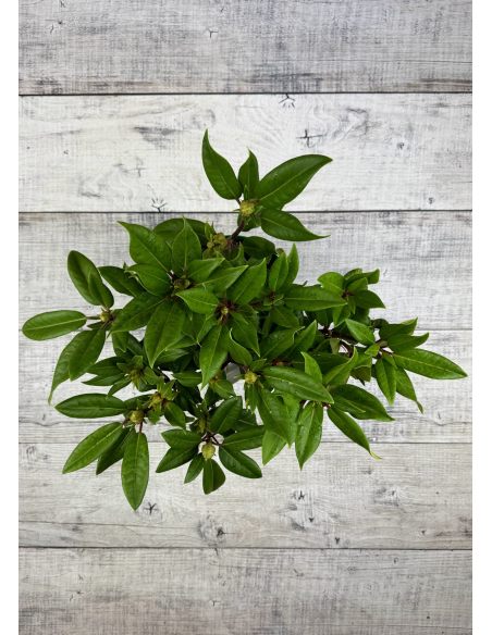 'Kokořín' - różanecznik wielkokwiatowy
Rhododendron hybridum 'Kokořín'