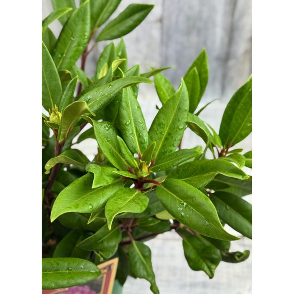 'Kokořín' - różanecznik wielkokwiatowy
Rhododendron hybridum 'Kokořín'