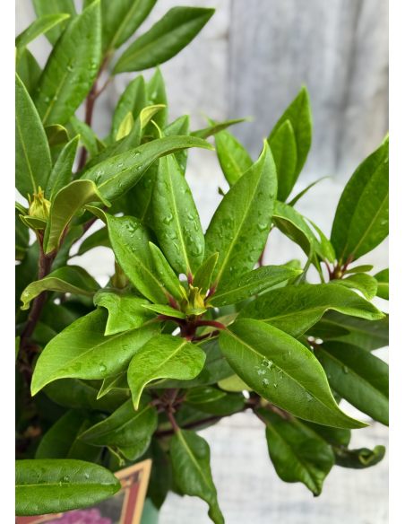 'Kokořín' - różanecznik wielkokwiatowy
Rhododendron hybridum 'Kokořín'