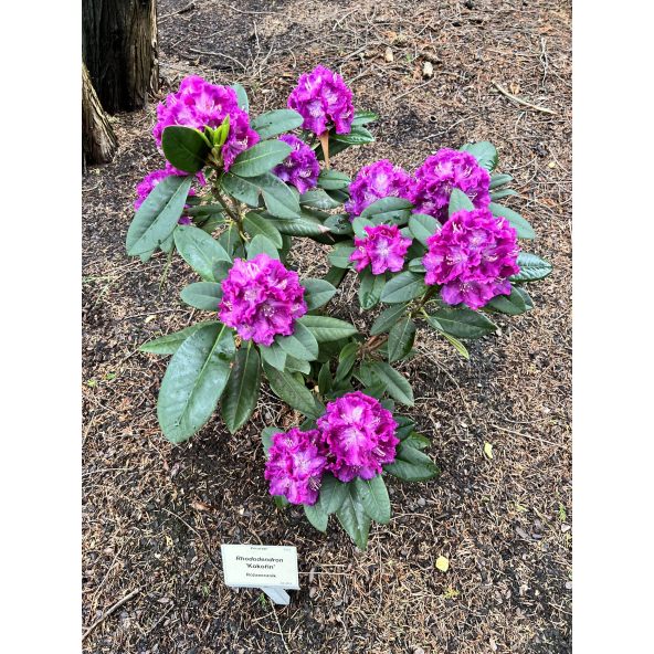 'Kokořín' - różanecznik wielkokwiatowy
Rhododendron hybridum 'Kokořín'