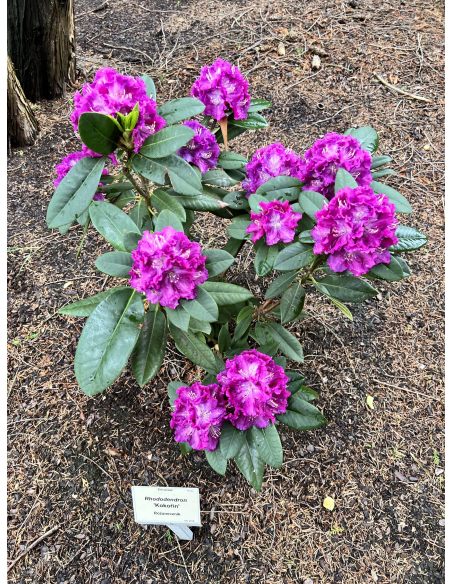 'Kokořín' - różanecznik wielkokwiatowy
Rhododendron hybridum 'Kokořín'