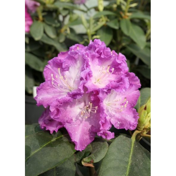 'Kokořín' - różanecznik wielkokwiatowy
Rhododendron hybridum 'Kokořín'