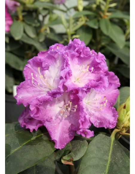 'Kokořín' - różanecznik wielkokwiatowy
Rhododendron hybridum 'Kokořín'