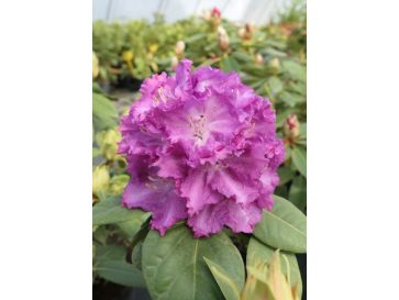 'Kokořín' - różanecznik wielkokwiatowy
Rhododendron hybridum 'Kokořín'