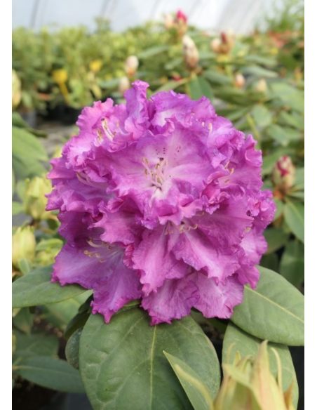 'Kokořín' - różanecznik wielkokwiatowy
Rhododendron hybridum 'Kokořín'