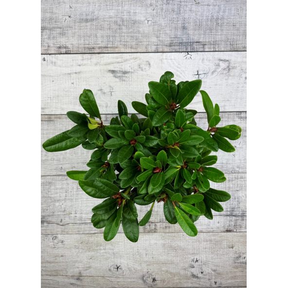 'Kozákov' - różanecznik jakuszimański
Rhododendron yakushimanum - hybrid x forrestii 'Kozákov'