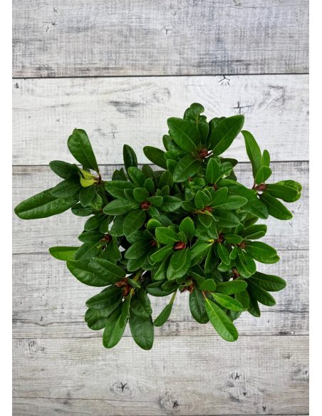 'Kozákov' - różanecznik jakuszimański
Rhododendron yakushimanum - hybrid x forrestii 'Kozákov'