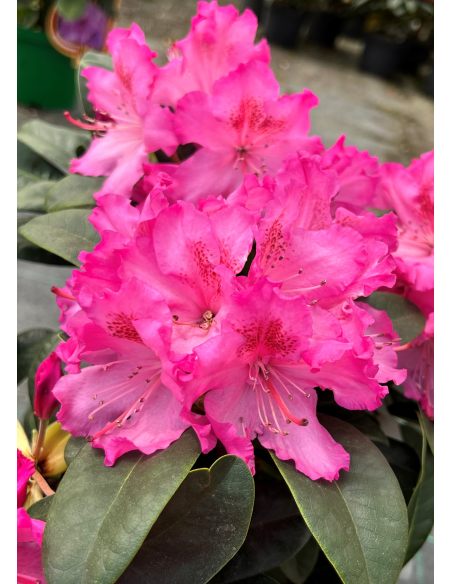 'Kozákov' - różanecznik jakuszimański
Rhododendron yakushimanum - hybrid x forrestii 'Kozákov'