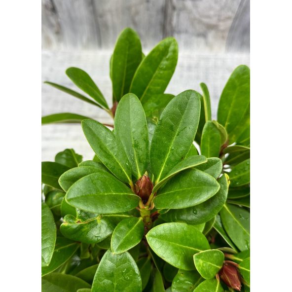 'Kozákov' - różanecznik jakuszimański
Rhododendron yakushimanum - hybrid x forrestii 'Kozákov'