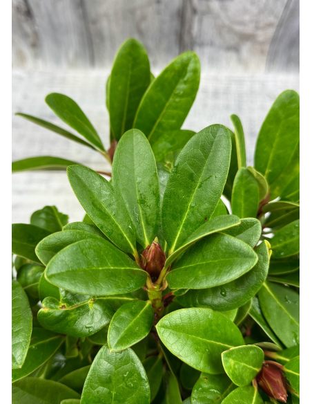 'Kozákov' - różanecznik jakuszimański
Rhododendron yakushimanum - hybrid x forrestii 'Kozákov'