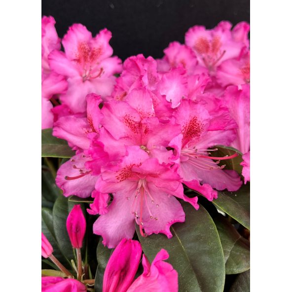 'Kozákov' - różanecznik jakuszimański
Rhododendron yakushimanum - hybrid x forrestii 'Kozákov'