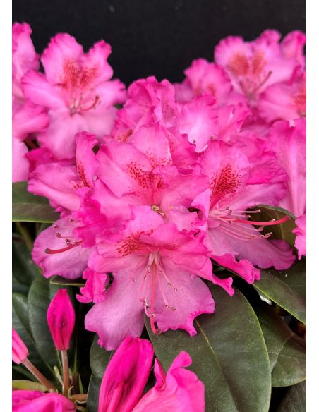 'Kozákov' - różanecznik jakuszimański
Rhododendron yakushimanum - hybrid x forrestii 'Kozákov'