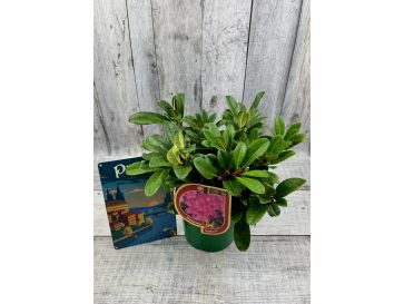 'Kozákov' - różanecznik jakuszimański
Rhododendron yakushimanum - hybrid x forrestii 'Kozákov' 2