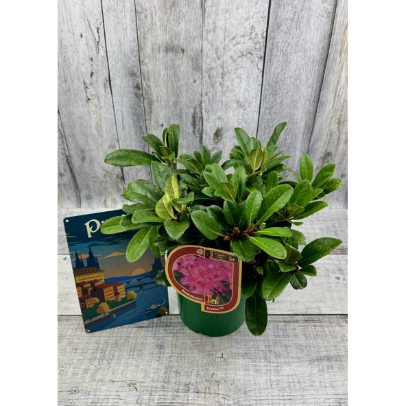 'Kozákov' - różanecznik jakuszimański
Rhododendron yakushimanum - hybrid x forrestii 'Kozákov'