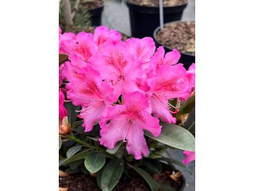 'Kozákov' - różanecznik jakuszimański
Rhododendron yakushimanum - hybrid x forrestii 'Kozákov'