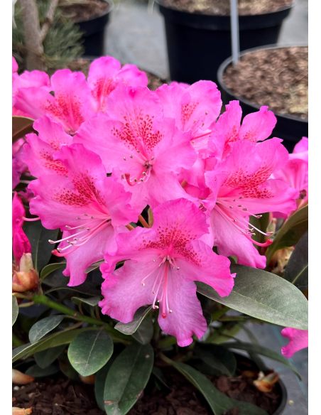 'Kozákov' - różanecznik jakuszimański
Rhododendron yakushimanum - hybrid x forrestii 'Kozákov'