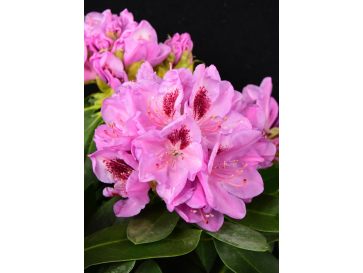 'Libín' - różanecznik wielkokwiatowy
Rhododendron hybridum 'Libín'