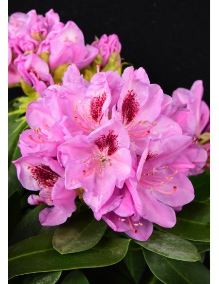 'Libín' - różanecznik wielkokwiatowy
Rhododendron hybridum 'Libín'