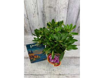 'Libín' - różanecznik wielkokwiatowy
Rhododendron hybridum 'Libín' 2
