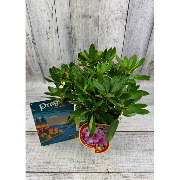 'Libín' - różanecznik wielkokwiatowy
Rhododendron hybridum 'Libín'