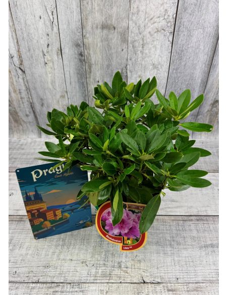 'Libín' - różanecznik wielkokwiatowy
Rhododendron hybridum 'Libín'