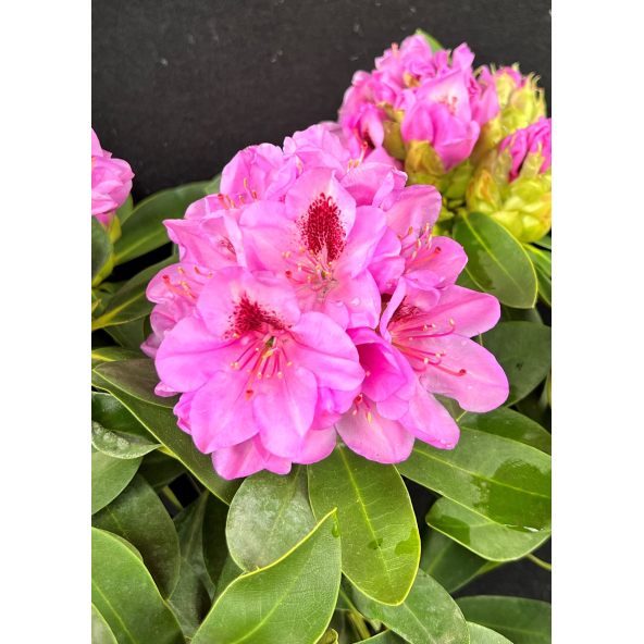 'Libín' - różanecznik wielkokwiatowy
Rhododendron hybridum 'Libín'