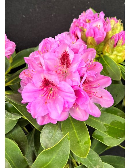 'Libín' - różanecznik wielkokwiatowy
Rhododendron hybridum 'Libín'