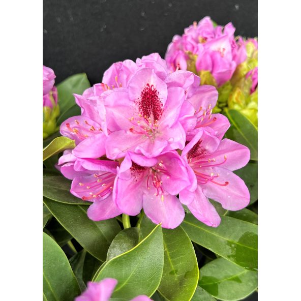'Libín' - różanecznik wielkokwiatowy
Rhododendron hybridum 'Libín'