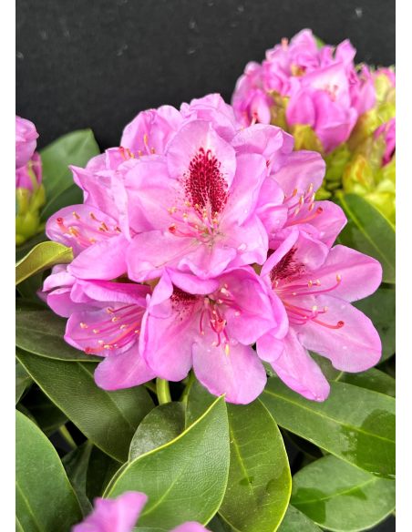 'Libín' - różanecznik wielkokwiatowy
Rhododendron hybridum 'Libín'