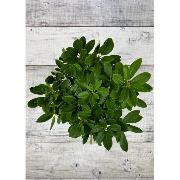 'Libín' - różanecznik wielkokwiatowy
Rhododendron hybridum 'Libín'