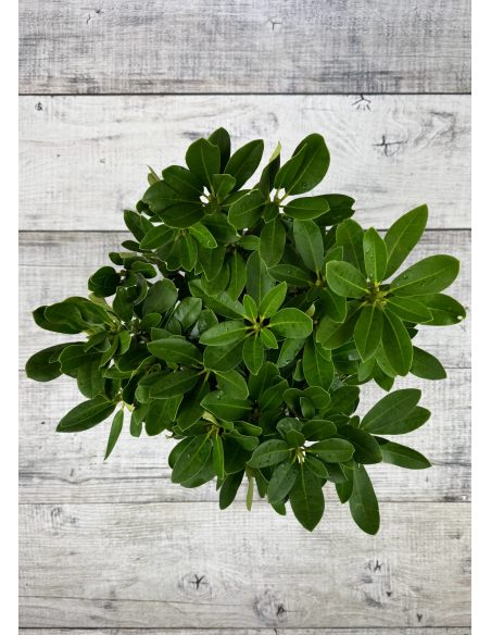 'Libín' - różanecznik wielkokwiatowy
Rhododendron hybridum 'Libín'