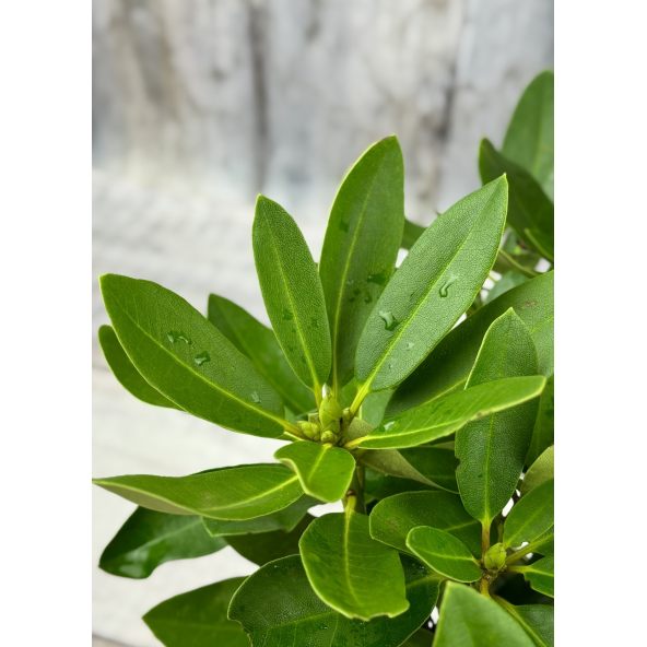 'Libín' - różanecznik wielkokwiatowy
Rhododendron hybridum 'Libín'