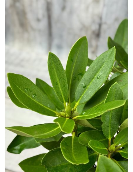 'Libín' - różanecznik wielkokwiatowy
Rhododendron hybridum 'Libín'