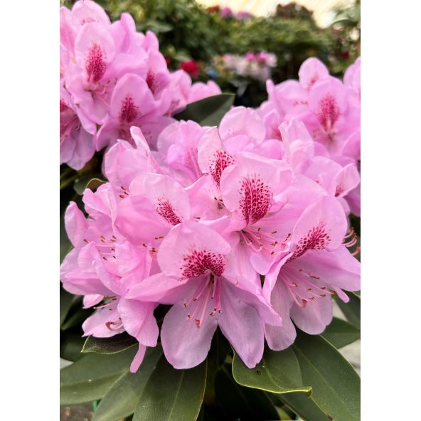 'Libín' - różanecznik wielkokwiatowy
Rhododendron hybridum 'Libín'