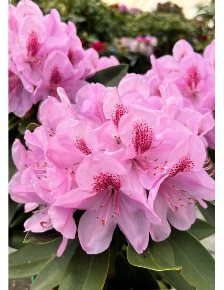 'Libín' - różanecznik wielkokwiatowy
Rhododendron hybridum 'Libín'