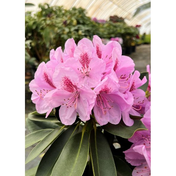 'Libín' - różanecznik wielkokwiatowy
Rhododendron hybridum 'Libín'