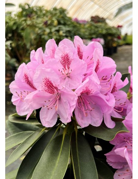 'Libín' - różanecznik wielkokwiatowy
Rhododendron hybridum 'Libín'