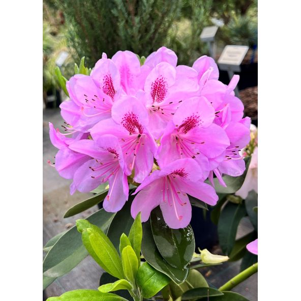 'Libín' - różanecznik wielkokwiatowy
Rhododendron hybridum 'Libín'