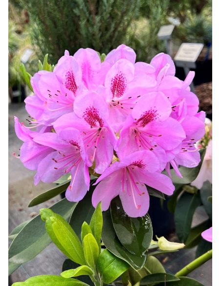 'Libín' - różanecznik wielkokwiatowy
Rhododendron hybridum 'Libín'