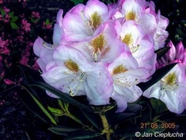 'Brigitte' - różanecznik wielkokwiatowy
Rhododendron hybridum 'Brigitte'