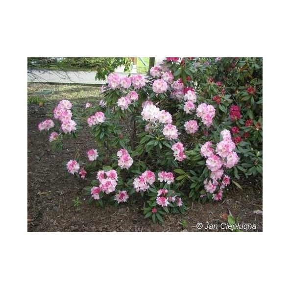 'Brigitte' - różanecznik wielkokwiatowy
Rhododendron hybridum 'Brigitte'