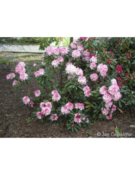 'Brigitte' - różanecznik wielkokwiatowy
Rhododendron hybridum 'Brigitte'