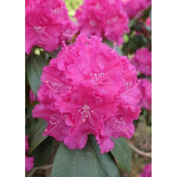 'Lipnice' - różanecznik wielkokwiatowy
Rhododendron hybridum 'Lipnice'